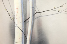 Sweetland Birches   12